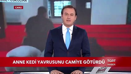 Anne Kedi Yavrusunu Camiye Götürdü
