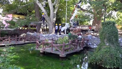 'Osmanlı'nın beşiği'ndeki anıt ağaçlara özel bakım - KÜTAHYA