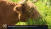 Environnement : les vaches écossaises pour un élevage plus écoresponsable