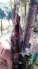 Momento raro: Pássaro fantasma é encontrado com filhote em Viana