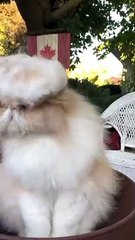 Cat Doesn't Care for Obviously Ugly Toupee