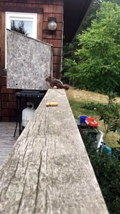 Squirrel Sneaks Off with Peanut