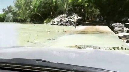 Waiting at an Australian Croc Crossing