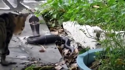 pertempuran kucing dan ular di menangkan