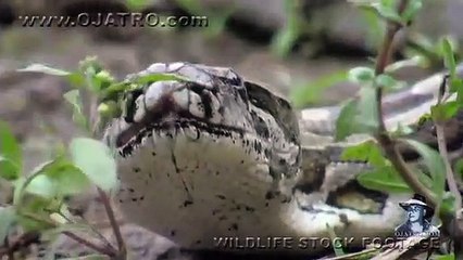 Python eats Alligator 03 - Time Lapse - Reverse