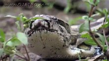 Python eats Alligator 03 - Time Lapse - Reverse