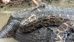 Python vs Alligator 10 - Real Fight - Python attacks Alligator