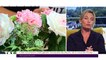 TILT - 10/09/2019 Partie 2 - C'est local donc c'est génial : bouquets de fleurs… et vous les louiez ?