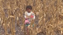 Sequía en Honduras: sed, pérdida de cultivos y muerte de ganado