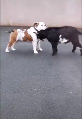 Incompetent goatling tries to murder confused dog ...