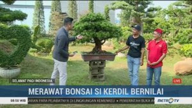 Merawat Tanaman Bonsai Si Kerdil yang Bernilai