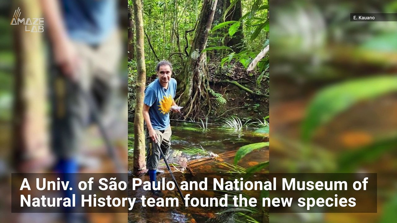 New Electric Eel Species Zaps With Highest Volt...