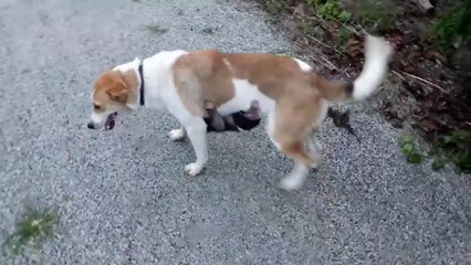 Un bébé singe adopté par un chien.. Adorable