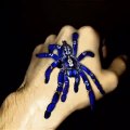 Il s'amuse avec son araignée bleue : animal magnifique