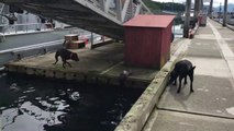 Cette petite loutre joue avec 2 labradors... Adorable