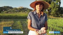 Alpes-Maritimes : dans les champs de parfum de Grasse