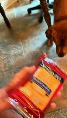 Smart Dog Helps Make Sandwich