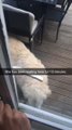 Dog Waits Outside Closed Door Failing to See an Open Door Next to It
