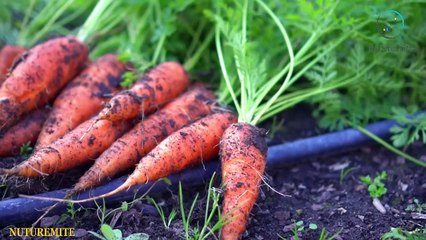 Carrots: Benefits, nutrition facts, diet, and risks-Nuturemite