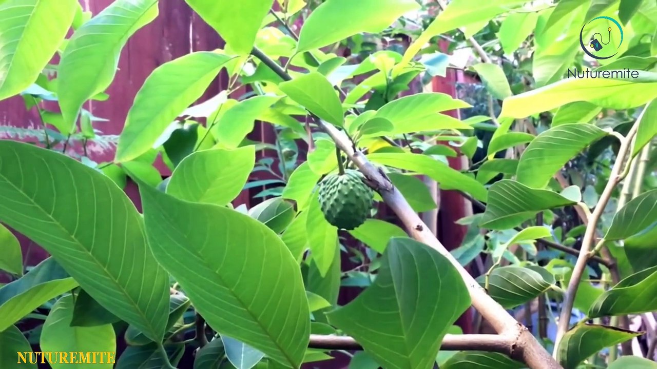 Surprising Benefits of strange fruit Cherimoya (Custard Apple)-Nuturemite
