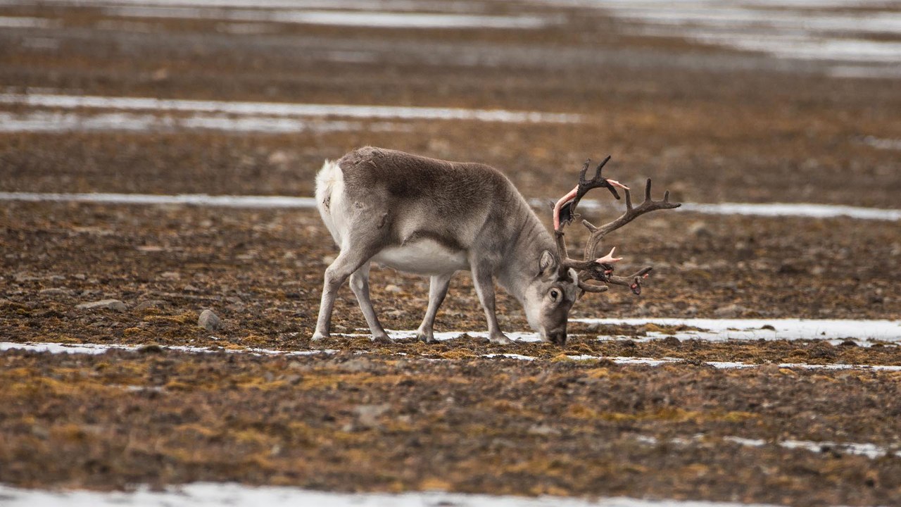 A Longyearbyen, aux avant postes du réchauffement climatique