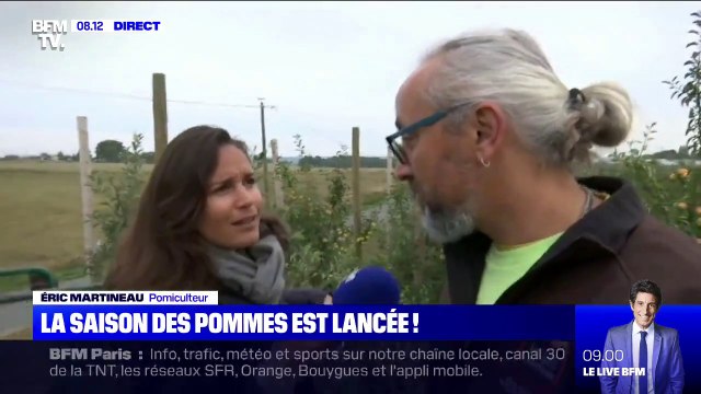 La récolte des pommes Elstar vient de commencer dans la Sarthe, par Ashley Chevalier