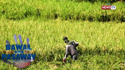 Bawal ang Pasaway: Pagbagsak ng presyo ng palay, dahil nga ba sa Rice Tariffication Law?