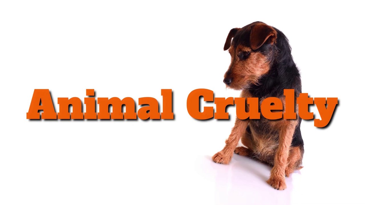 Animal cruelty in England and Wales