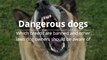 Dangerous dogs - Which breeds are banned and other laws dog owners should be aware of