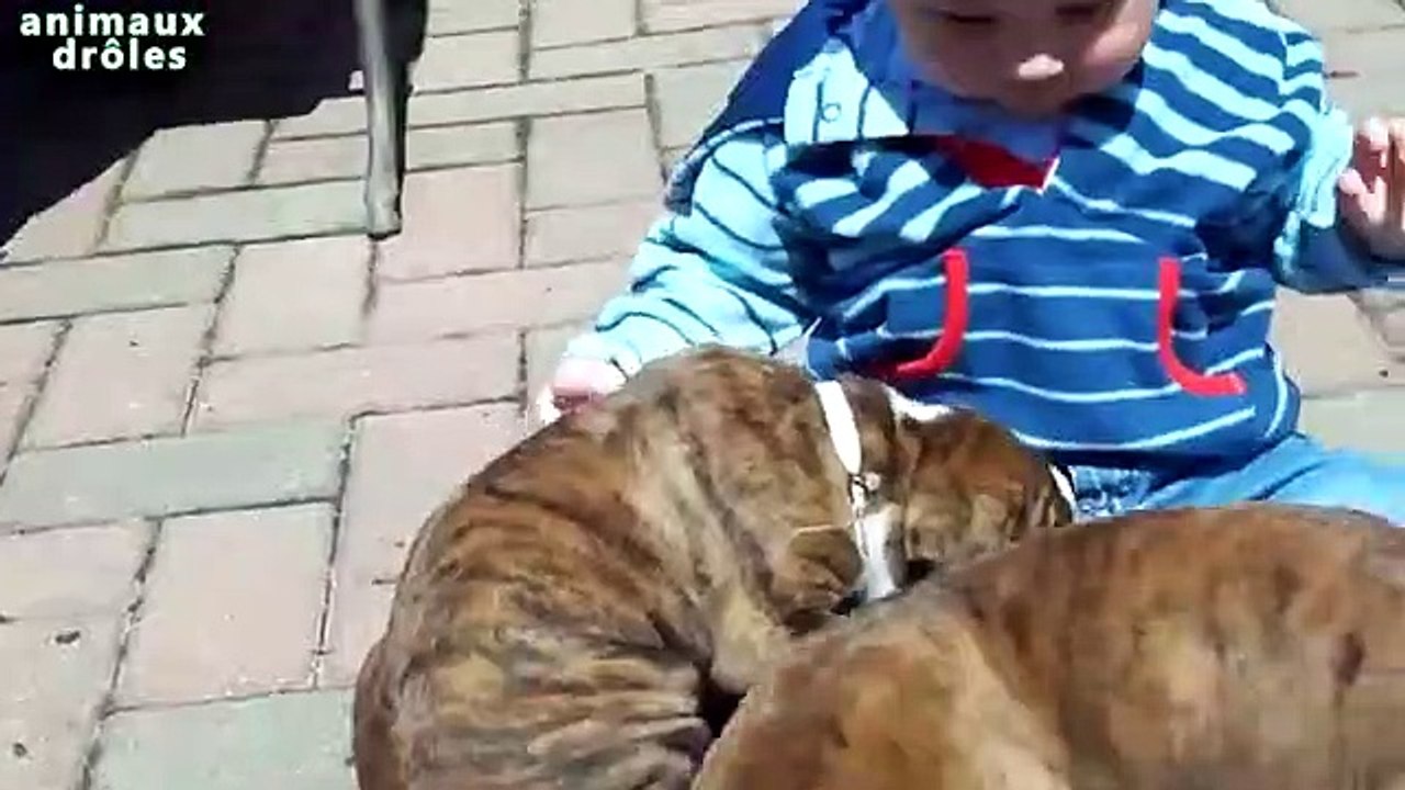 Les bebes et les chiots jouent ensemble Nouvelle Video Compilation NOUVELLE VIDO HD