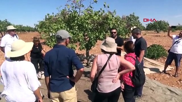 Gaziantep yerli turistlerden antep fıstığı bahçesine ilgi
