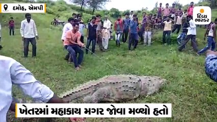 ગામવાળાઓએ ખેતરમાંથી મગર પકડ્યો, ગળે દોરડું બાંધી ફેરવ્યો