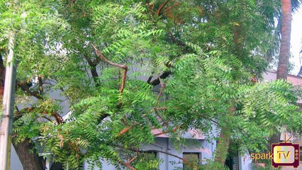 வேப்பம் பூ இருந்தால் போதும்! இதை சரிபண்ணிடலாம்!!