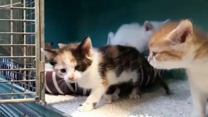 Abandon de chats : la SPA débordée cet été dans le Cotentin