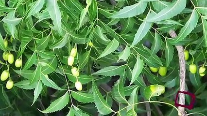ಬೇವಿನ ಹತ್ತು ಪ್ರಯೋಜನಗಳು ನಿಮಗೆ ಗೊತ್ತಾ..?