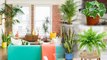 Best Plants For Living Room || ఇండోర్ మొక్కలు || Boldsky Telugu