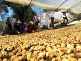 Aydın'da incir üreticisi alıcı çıkmamasından dolayı dertli