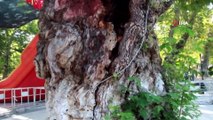 Anıt Çınar ağacı yaşam mücadelesi için yardım bekliyor
