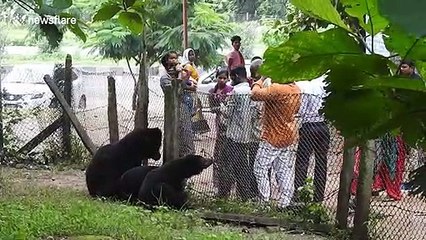 Sleuth of friendly bears become regular visitors at temple in central India