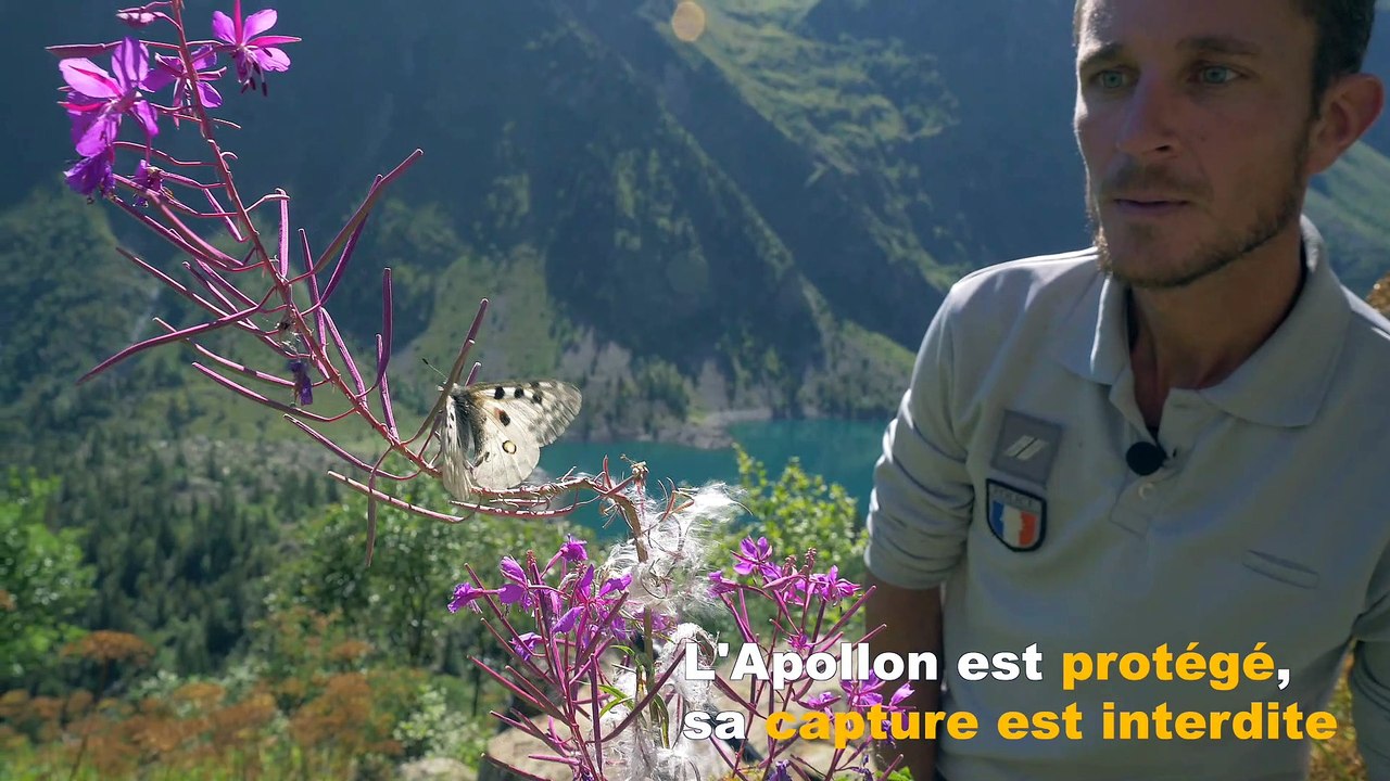 Secrets de nature : l'apollon, grand papillon montagnard