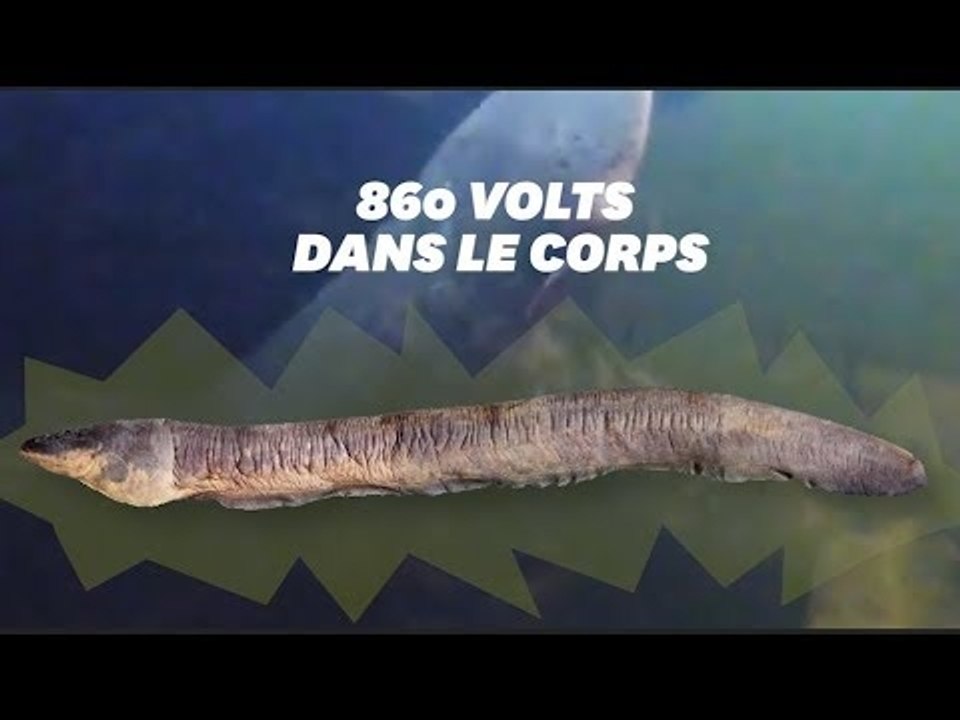 L'anguille la plus électrique du monde peut vou...
