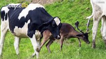 Oh Deer! Wildlife Photographer Captures Deer That Might Think It’s A Cow!