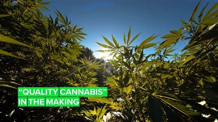 The Dutch government wants to legalize marijuana production