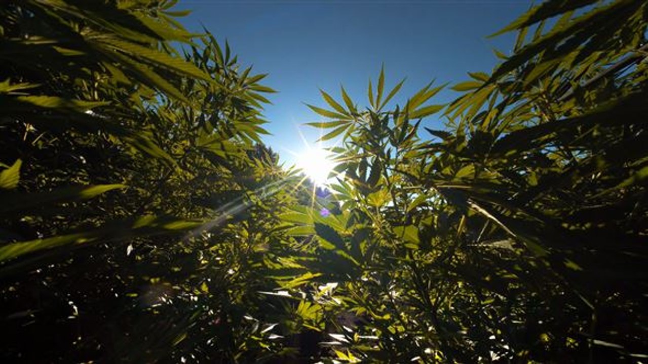 Die Niederlande will die Produktion von Cannabis legalisieren