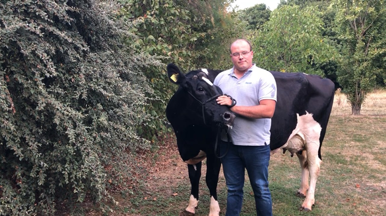 La vache Igniatia se prépare pour la Foire du Mans
