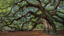 El asombroso lenguaje secreto de los árboles que ha dejado perplejos a los científicos