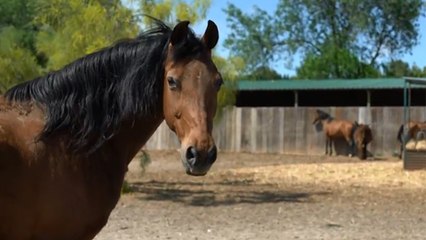 Terapias con caballos: beneficios, a quién se dirige, dónde ir