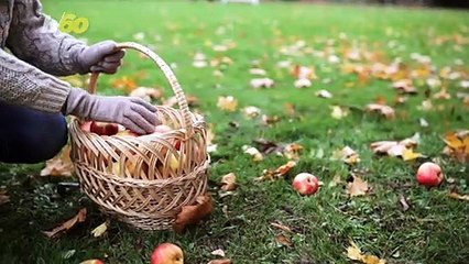 This is Everything You’ll Need for a Fall Picnic