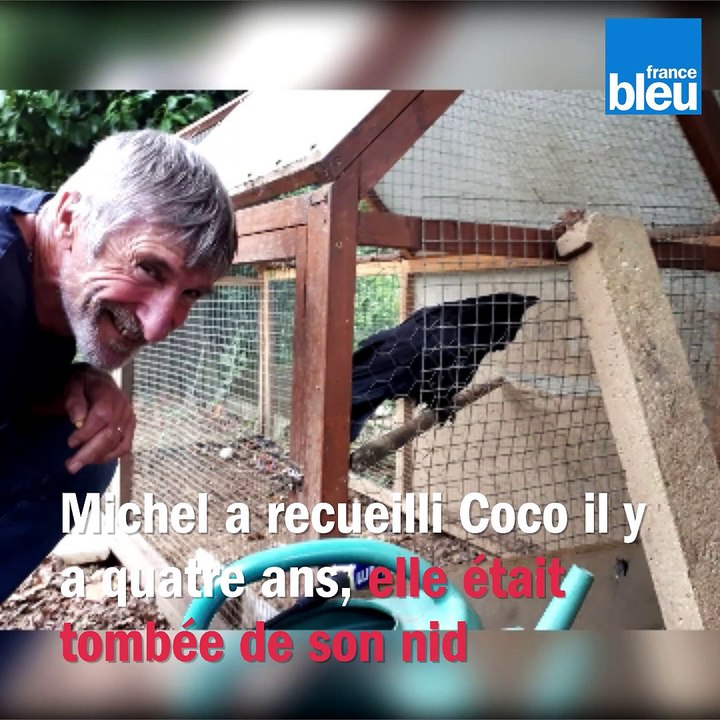 Coco, la corneille parlante