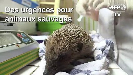 Un centre de soins pour animaux sauvages